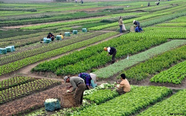 Types Of Farming and Agriculture Information