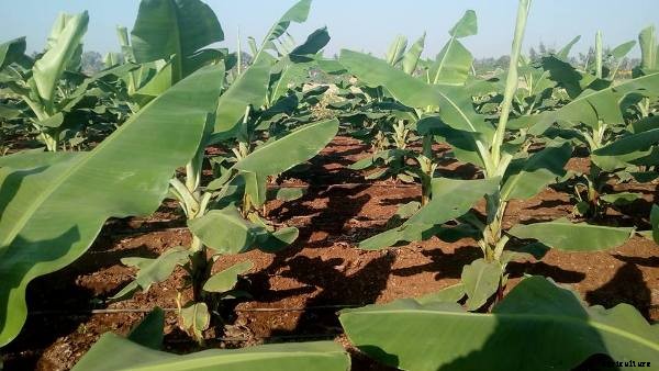 Types Of Farming and Agriculture Information