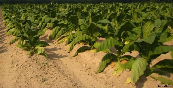 Types Of Farming and Agriculture Information