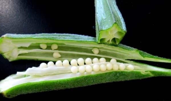 Growing Okra In Pots / Containers / Backyard