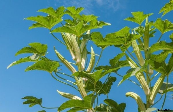 Growing Okra In Pots / Containers / Backyard