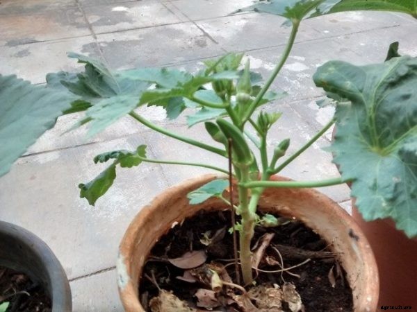 Growing Okra In Pots / Containers / Backyard