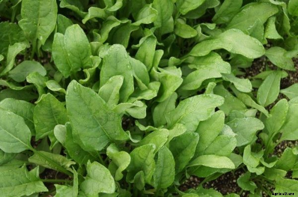 Growing Spinach In Containers Information