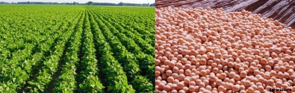 Soybeans Growing Information For Beginners