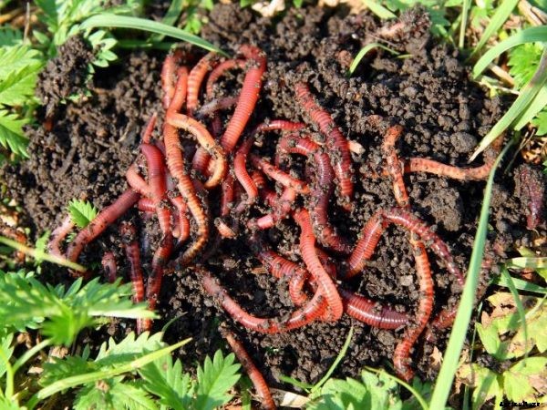 Organic Compost Preparation and Methods