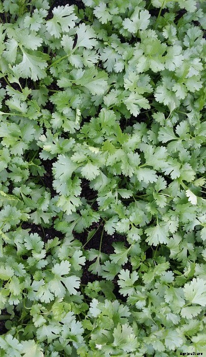 Growing Coriander In Containers (Cilantro)