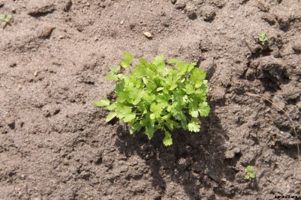 Growing Coriander In Containers (Cilantro)