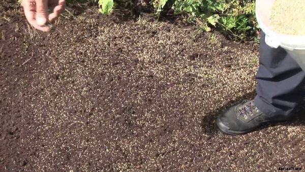 Lawn Growing Methods, Tips and Information