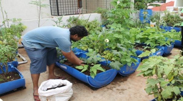 Terrace Garden Planting, Ideas and Tips