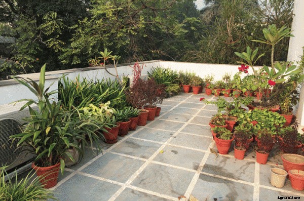 Terrace Garden Planting, Ideas and Tips
