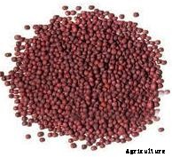 Turnip Cultivation Information Guide