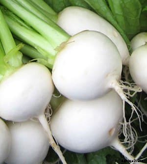 Turnip Cultivation Information Guide