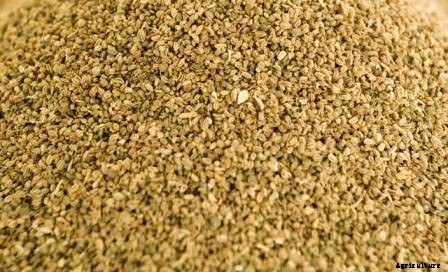 Celery Growing, Planting, Harvesting Techniques