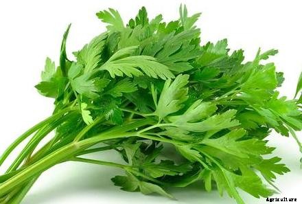 Celery Growing, Planting, Harvesting Techniques