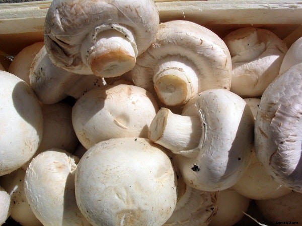 Growing Mushrooms – A Beginners Guide