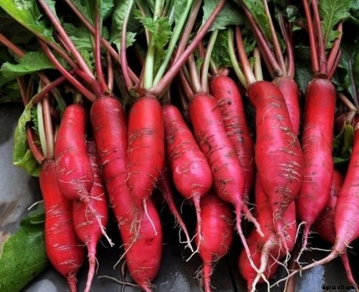 Growing Radish Information Guide