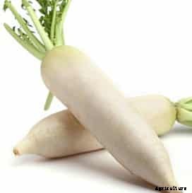 Growing Radish Information Guide