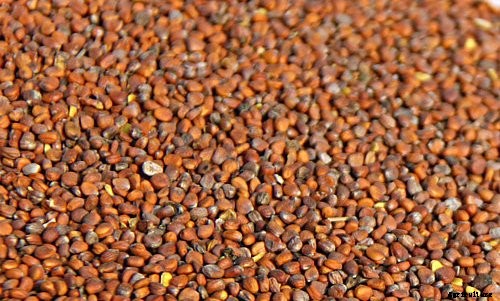 Growing Radish Information Guide