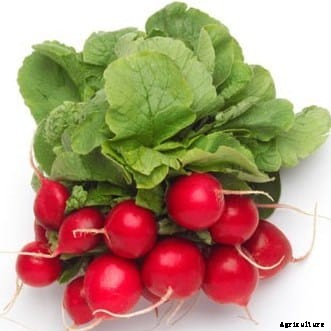 Growing Radish Information Guide