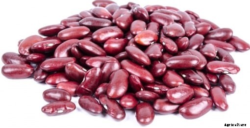 Growing Red Kidney Beans Information