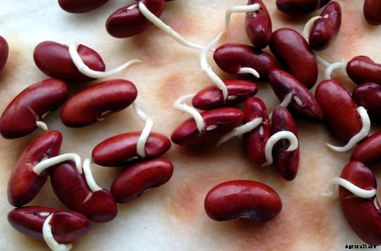 Growing Red Kidney Beans Information