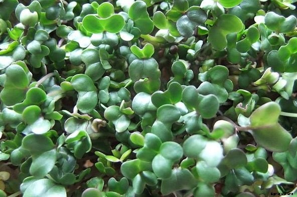 Broccoli Cultivation Information Guide