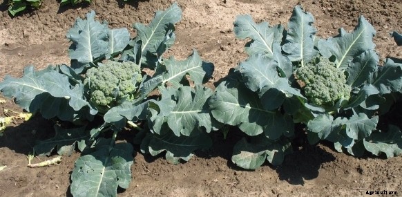 Broccoli Cultivation Information Guide