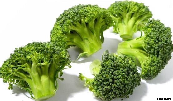 Broccoli Cultivation Information Guide