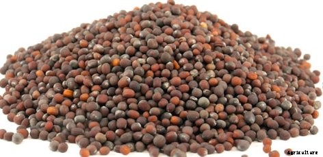 Broccoli Cultivation Information Guide