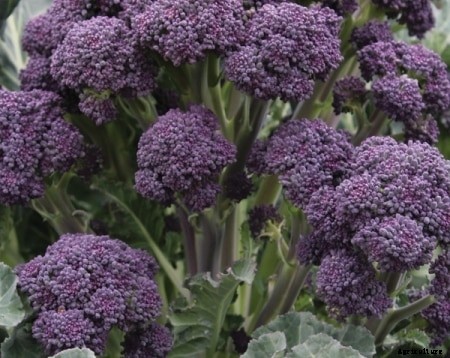 Broccoli Cultivation Information Guide
