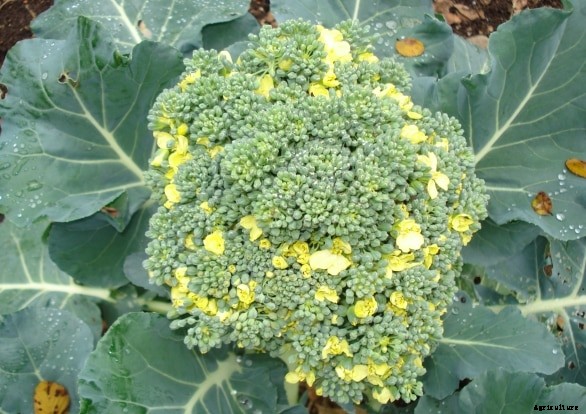 Broccoli Cultivation Information Guide