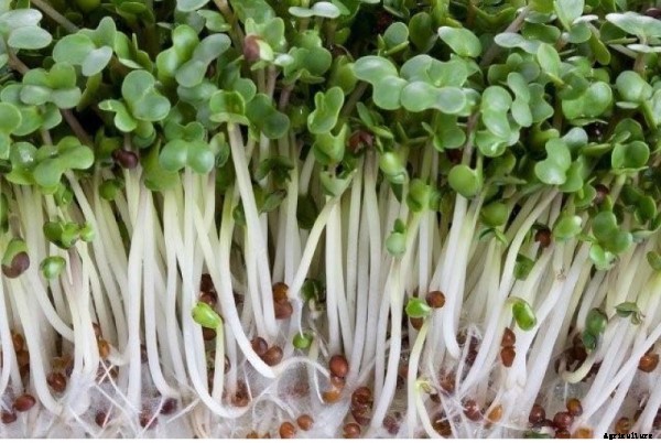 Broccoli Cultivation Information Guide