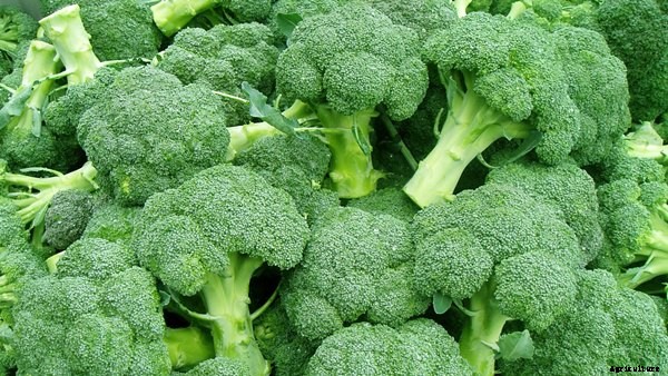 Broccoli Cultivation Information Guide