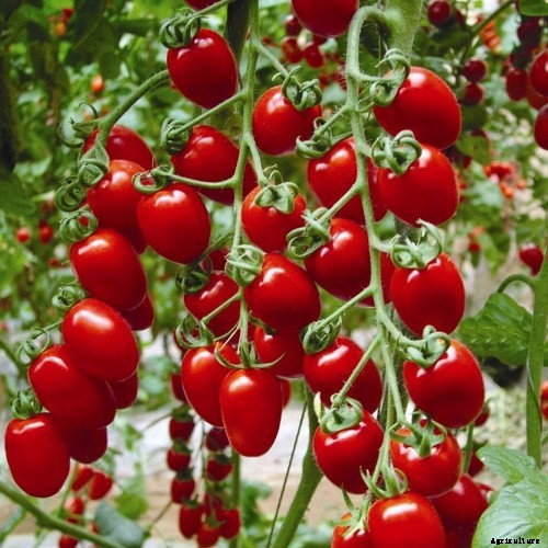 Growing Tomatoes Tips and Tricks