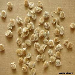 Growing Tomatoes Tips and Tricks