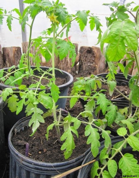 Growing Tomatoes Tips and Tricks