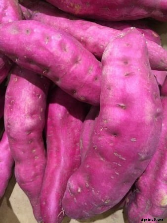 Sweet Potato Cultivation Information Guide