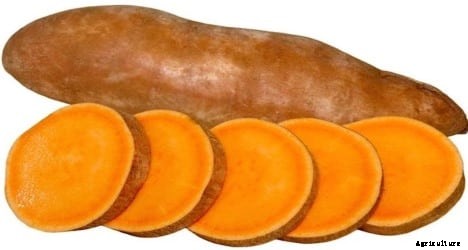 Sweet Potato Cultivation Information Guide