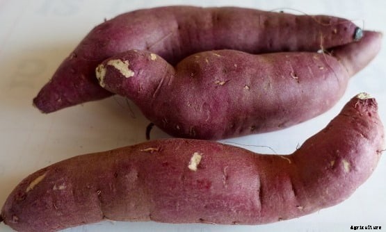 Sweet Potato Cultivation Information Guide
