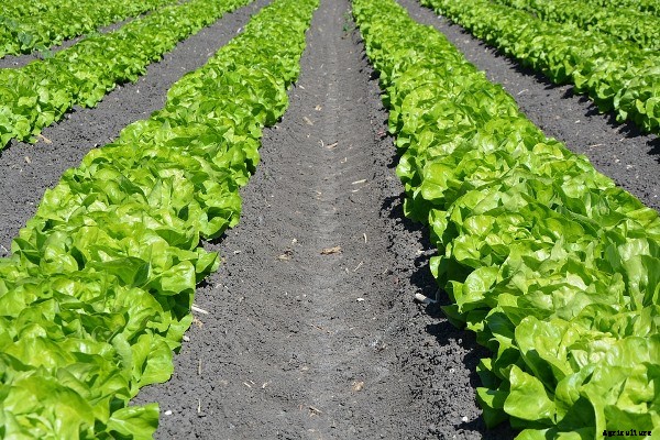 Lettuce Farming Information Guide
