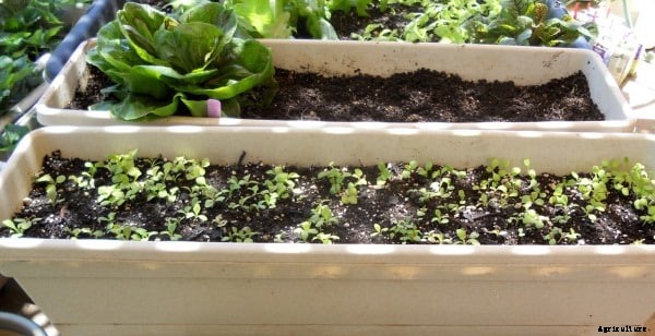 Lettuce Farming Information Guide