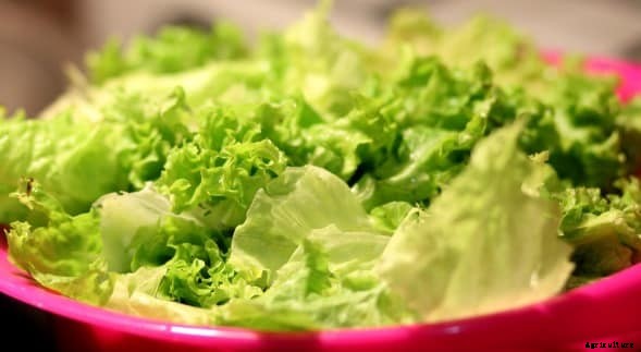 Lettuce Farming Information Guide