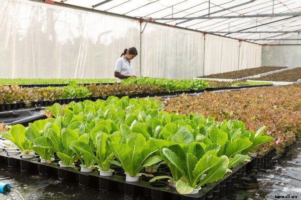 Lettuce Farming Information Guide