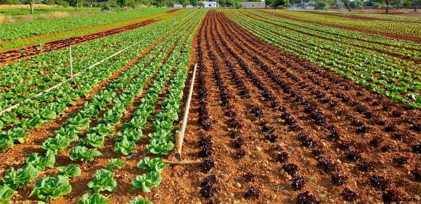 Lettuce Farming Information Guide