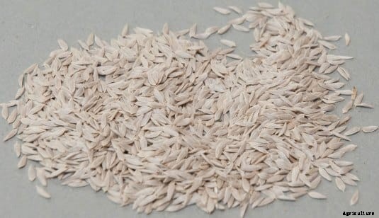 Lettuce Farming Information Guide