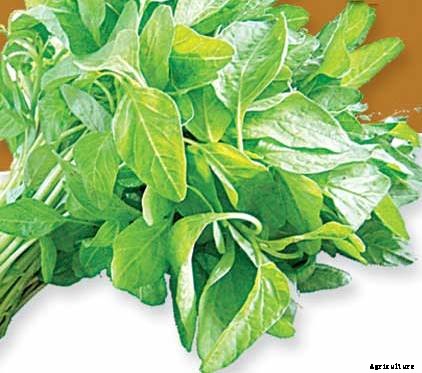 Amaranth Farming Information Guide