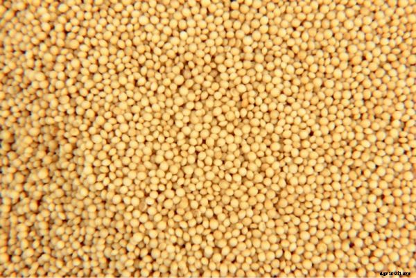 Amaranth Farming Information Guide