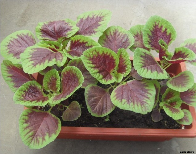 Amaranth Farming Information Guide