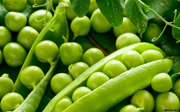 Green Peas Cultivation Information Guide