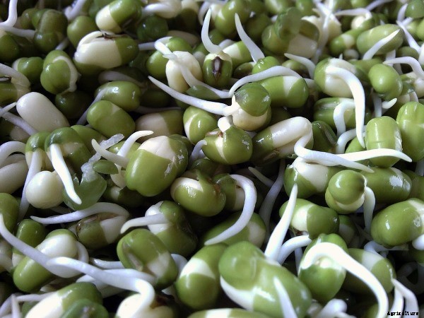 Green Peas Cultivation Information Guide